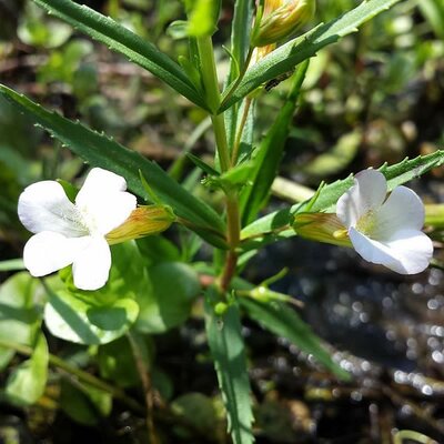 Gratiola officinalis - Photo by Stefan.lefnaer (CC BY-SA 4.0)