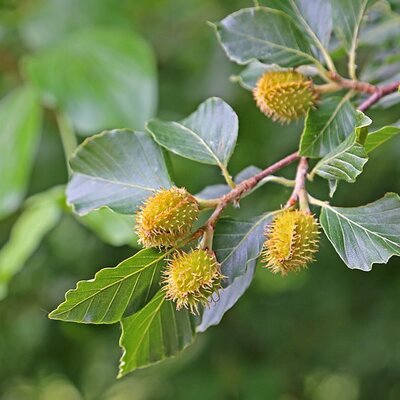 Green Beech (Fagus Sylvatica) - Photo by W. Bulach (CC BY-SA 4.0)