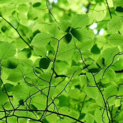 Green Beech - strong (Fagus sylvatica)