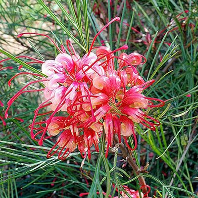 Grevillea johnsonii (17cm pot)
