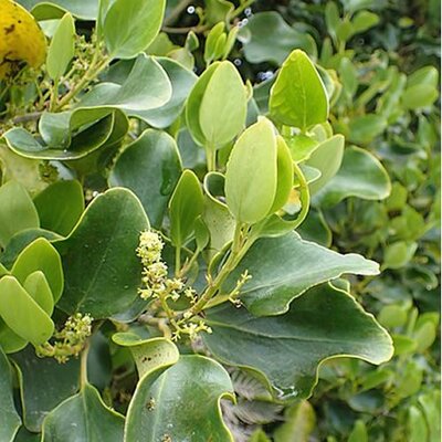 Griselinia Littoralis - Photo by Krzysztof Ziarnek, Kenraiz (CC BY-SA 4.0)