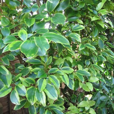 Griselinia littoralis 'Variegata' - Photo by  Leonora (Ellie) Enking