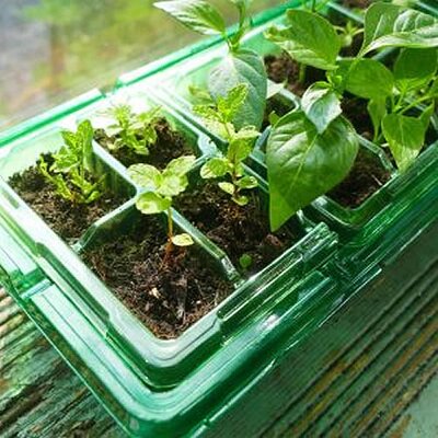 Gro-Sure Windowsill Propagator - image 2