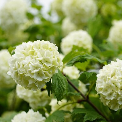 Guelder Rose (Viburnum opulus)