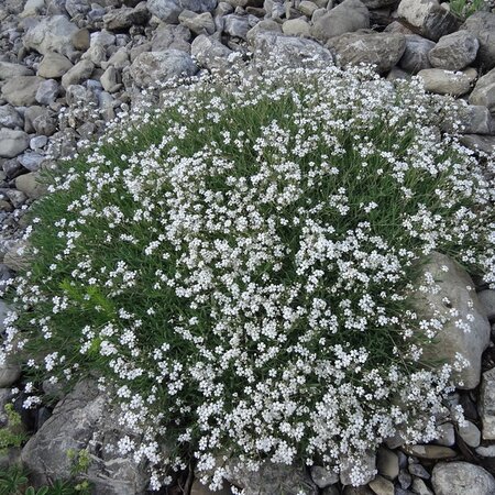 Gypsophila 'Fleur White' - Photo by Udo Schmidt (CC BY-SA 2.0)