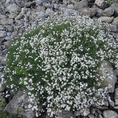 Gypsophila 'Fleur White' - Photo by Udo Schmidt (CC BY-SA 2.0)