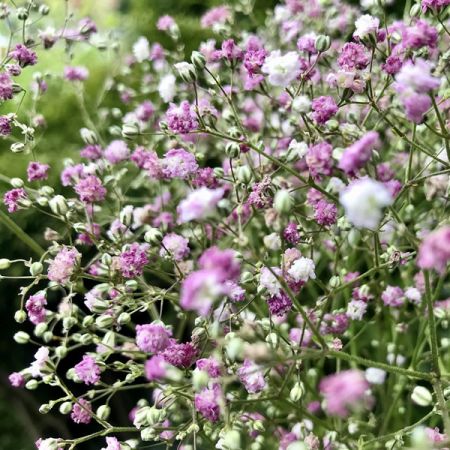 Gypsophila “Pink Festival” - Image by Mona El Falaky from Pixabay 