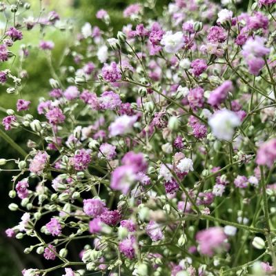 Gypsophila “Pink Festival” - Image by Mona El Falaky from Pixabay 