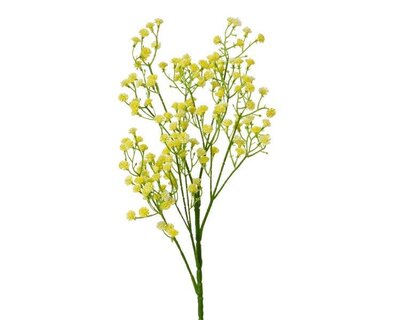 Gypsophila spray