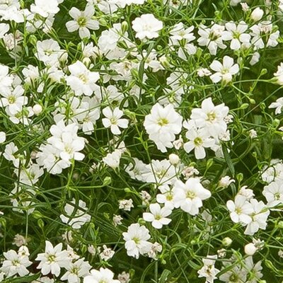 Gypsophila 'Teeny White' - Image courtesy of Syngenta Flowers