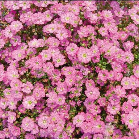Gypsophyla 'Teeny Deep Rose' - Image courtesy of Syngenta Flowers