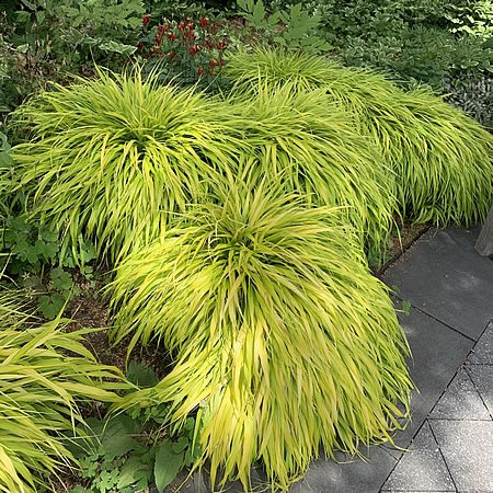 Hakonechloa 'All Gold' - Photo by KATHERINE WAGNER-REISS (CC BY-SA 4.0)