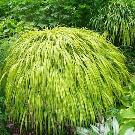 Hakonechloa 'Aureola' - Photo by Megan Hansen (CC BY-SA 2.0)