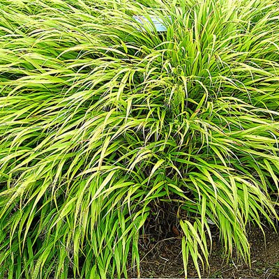 Hakonechloa macra - Photo by manuel m. v. (CC BY-SA 2.0)