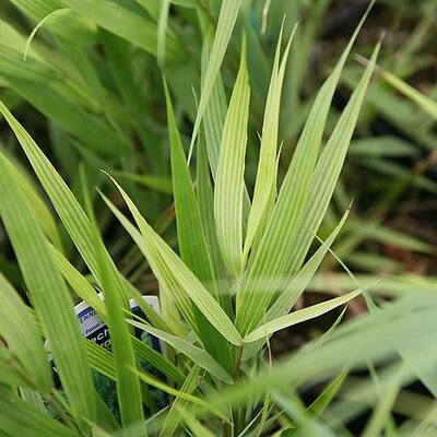 Hakonechloa macra - Photo by David J. Stang (CC BY-SA 4.0)
