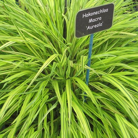 Hakonechloa macra 'Aureola' - Photo by La Citta Vita (CC BY-SA 2.0)