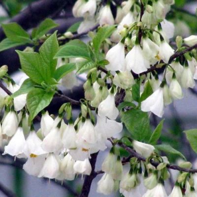 Halesia carolina