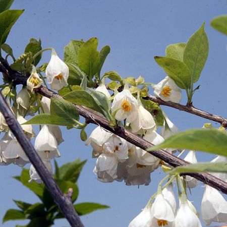 Halesia carolina - Photo by David J. Stang ~(CC BY-SA 4.0)