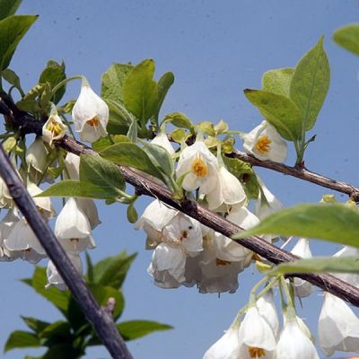 Halesia carolina - Photo by David J. Stang ~(CC BY-SA 4.0)