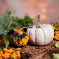 Halloween & Autumn Décor