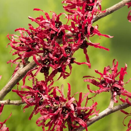 Hamamelis 'Foxy Lady - Public image here under fair use