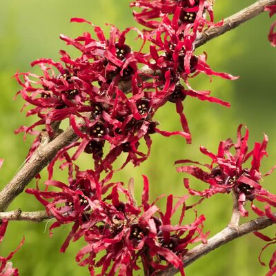 Hamamelis 'Foxy Lady - Public image here under fair use