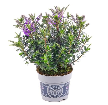 Hebe 'All Blooms Ariana' - Image courtesy of all-blooms.com