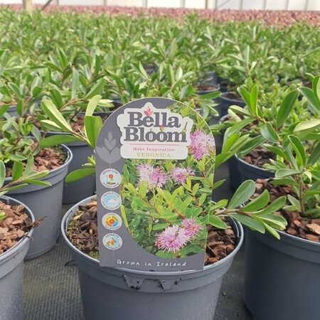 Hebe 'Inspiration' - Image courtesy of Tully Nurseries
