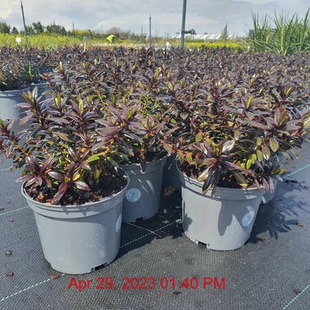 Hebe 'Joan Mac' - Image courtesy of Tully Nursery