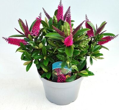Hebe 'Kiwi Tikitiki' - Image courtesy of Ben Vista