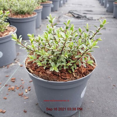 Hebe 'Little Red Rum' - Image courtesy of Tully Nurseries