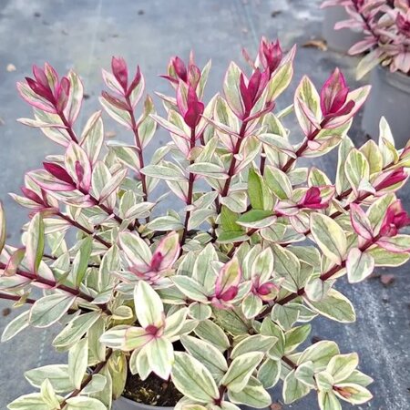 Hebe 'Rhubarb Crumble' - Image courtesy of Tully Nurseries