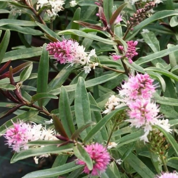 Hebe 'Strawberries & Cream' (2L pot) Ardcarne Garden Centre