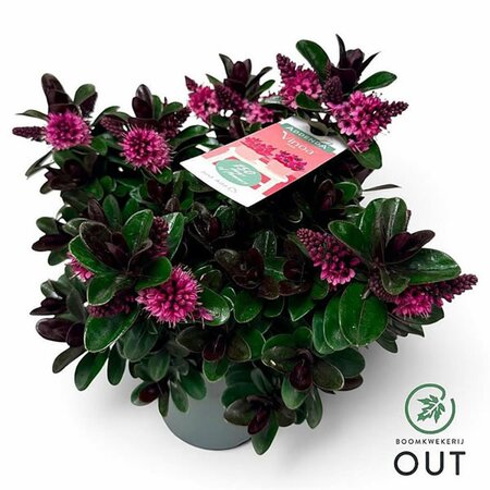 Hebe 'Vinoa'® pink - Image courtesy of Pannebakker