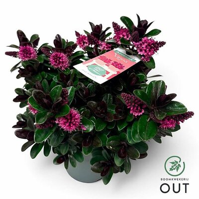 Hebe 'Vinoa'® pink - Image courtesy of Pannebakker