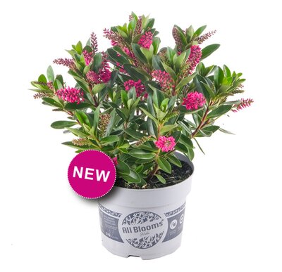 Hebe x hyb. All Blooms 'Arona' – Image courtesy of Tully Nursery