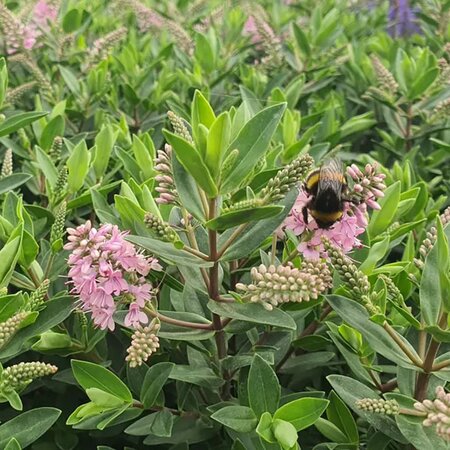 Hebe x hyb. All Blooms 'Roxa' - Image courtesy of Tully Nursery