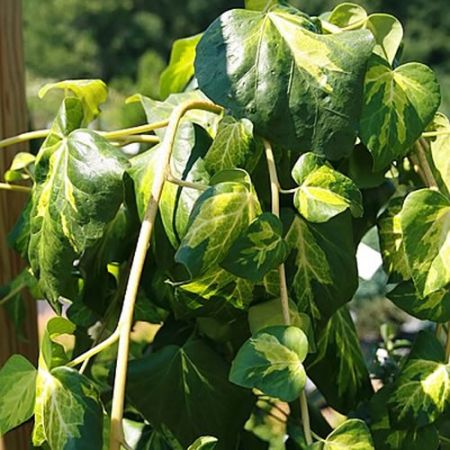 Hedera colchica "Sulphur Heart" - Photo by David J. Stang (CC BY-SA 4.0)