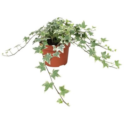 Hedera 'Eva'  - Image courtesy of Pannebakker