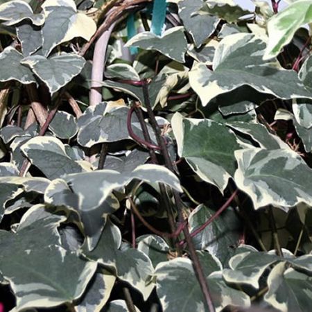 Hedera 'Gloire de Marengo' - Photo by David J. Stang (CC BY-Sa 4.0)