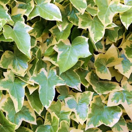 Hedera Gold Child - Image by Kerstin Riemer from Pixabay 