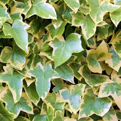 Hedera 'Goldchild' (2L pot)