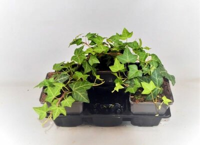 Hedera helix (13cm pot)