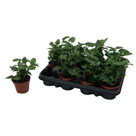 Hedera helix 'Lingusta' - Image courtesy if Pannebakker