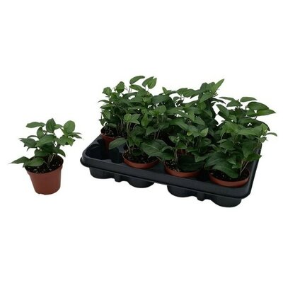 Hedera helix 'Lingusta' - Image courtesy if Pannebakker