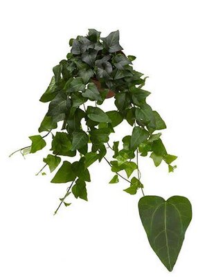 Hedera 'Mein Herz' - Image courtesy of Plantline