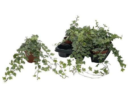 Hedera helix 'Mint Kolibri' - Image courtesy if Pannebakker