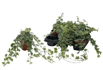 Hedera helix 'Mint Kolibri' - Image courtesy if Pannebakker