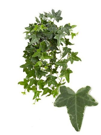 Hedera 'Mona Lisa' - Image courtesy of plantline