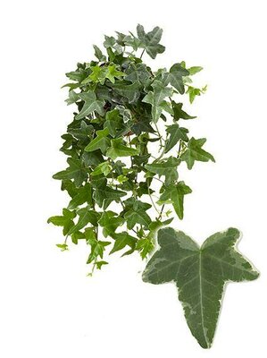 Hedera 'Mona Lisa' - Image courtesy of plantline
